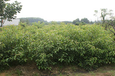 宜興永和龍腦香樹(shù)